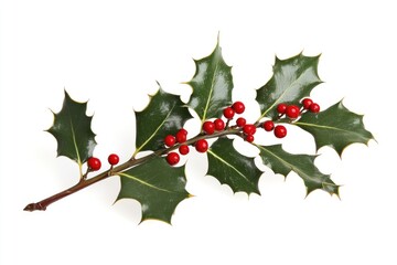 Fototapeta premium Festive holly branch with berries