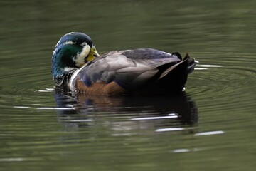 Mallard duck with a white throat