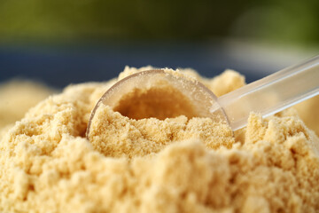 Whey protein powder in a measuring scoop