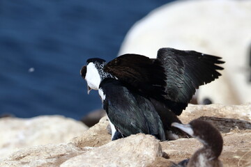 black-faced shag