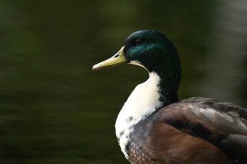 Mallard duck with a white throat