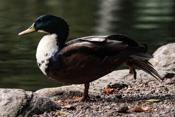 Mallard duck with a white throat