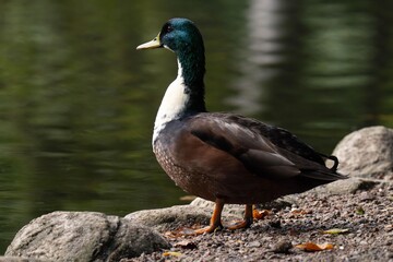 Mallard duck with a white throat