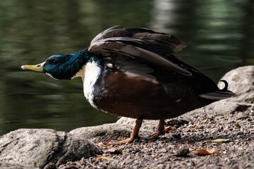 Mallard duck with a white throat