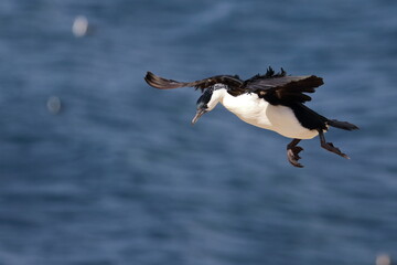 black-faced shag