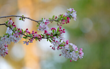 beautiful flowers of malas tree.