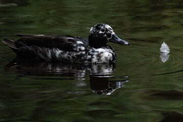 Black and white mallard duck hybrid (Anas platyrhynchos)