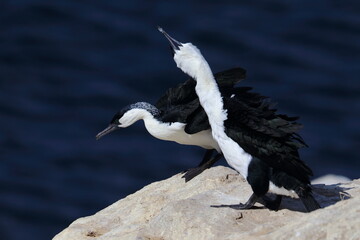 black-faced shag