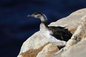 black-faced shag