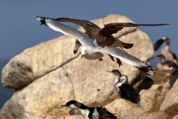 black-faced shag