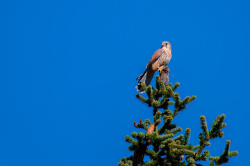Fototapeta premium a kestrel male, falco tinnunculus, with a arvicolinae in his talons, perched on a spruce at a sunny autumn day