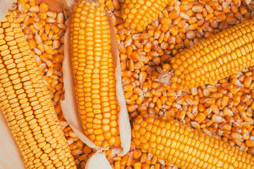Harvested ear of corn and kernels
