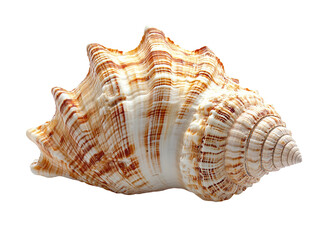 Obraz premium A seashell isolated on transparent background