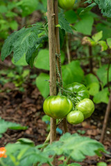 Green tomatoes supported by cane growing in soil in kitchen garden