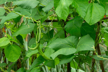 French beans growing on climbing vine supported by canes in kitchen garden in summer
