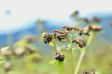 収穫が近い蕎麦の実