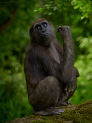 Portrait of gorilla female on green forest background