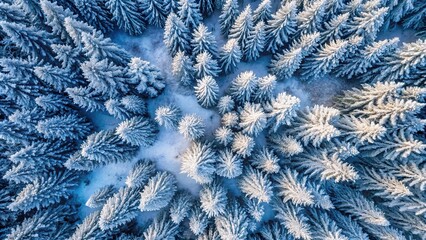 Fototapeta premium winter snow covered trees from above