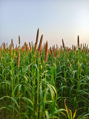 Millets (Bajra) crop field in the evening, closeup of photo