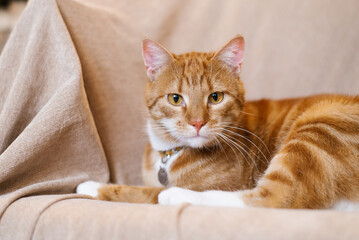Red cat is laying on a couch with a collar around its neck