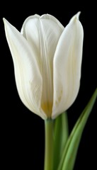 Single White Tulip Flower Isolated on Black Background. Exquisite Floral Beauty and Freshness.