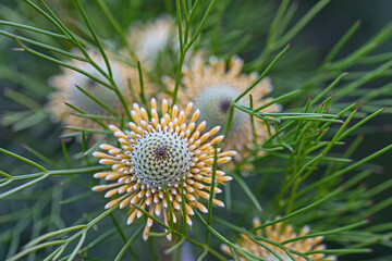 Isopogon - corn flower