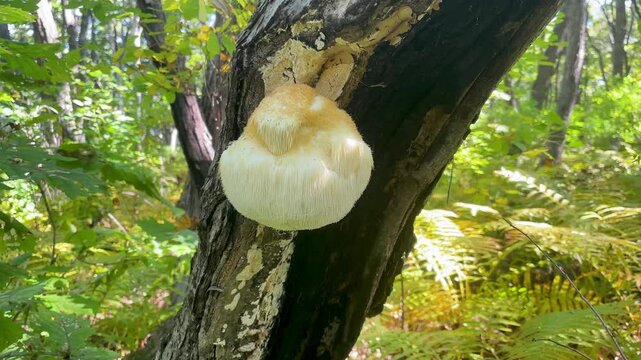 Lion's Mane mushroom on oak tree in the autumn forest. ( Hericium erinaceus )	