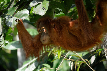 Young Orangutan © raph