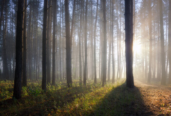 Sunny sunrise in the forest