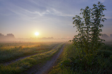 Summer dawn on the meadow