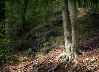 Sunlight in the mountain forest