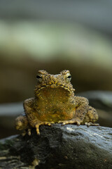 Frog portrait