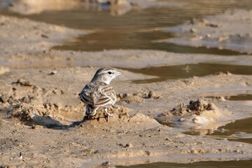bimaculated lark or Melanocorypha bimaculata at desert national park, Rajasthan