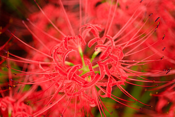 雨粒のついた彼岸花