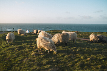 Obraz premium Sheep Grazing on Helgoland's Cliffs