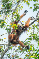 Orangutan