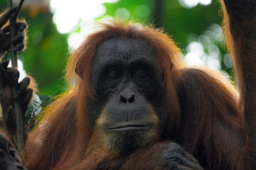 Orangutan portrait