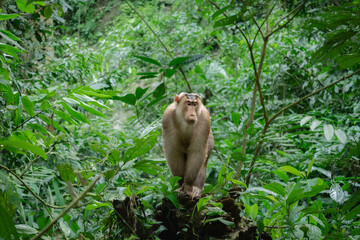Dominant pig tail monkey