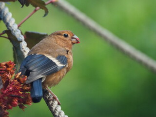 The common chaffinch (Fringilla coelebs). Chaffinch on the rope. Small song bird eating.