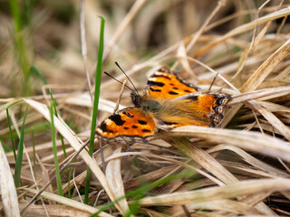 Large Tortoiseshell Butterfly Resting with its Wings Open