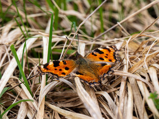 Large Tortoiseshell Butterfly Resting with its Wings Open