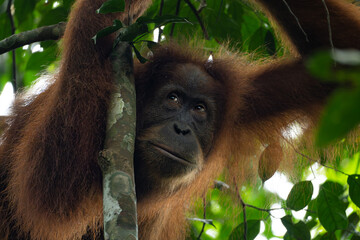 Orangutan protrait © raph