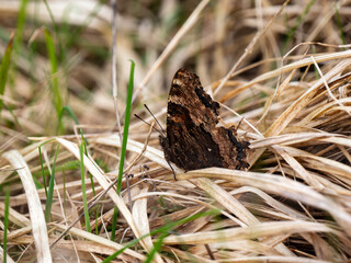 Large Tortoiseshell Butterfly Resting with its Wings Closed