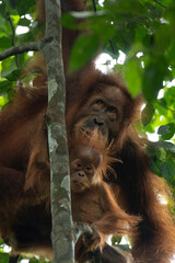 orangutan Mother and child © raph