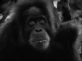 Mother and Baby Orangutan