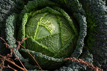 Close-up of young, green cabbage in a field.