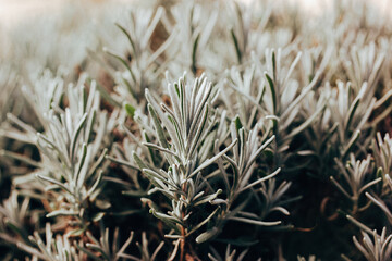 Close-up lavender seedlings growing in formal garden. Lavender plant with narrow green silver leaves, foliage. Perennial plants grow, care and seeding