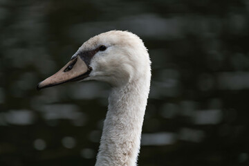 Swan female pen close up