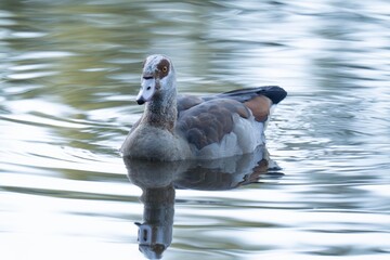 Fototapeta premium Egyptian goose swimming in the water