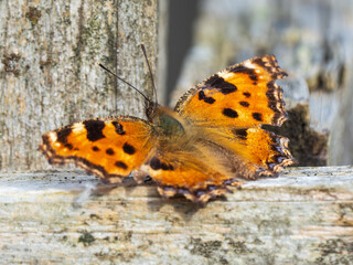 Large Tortoiseshell Butterfly Resting with its Wings Open